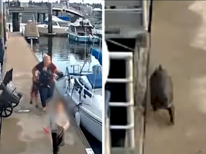 Otter Chases Family After Allegedly Attacking Child, Video Shows